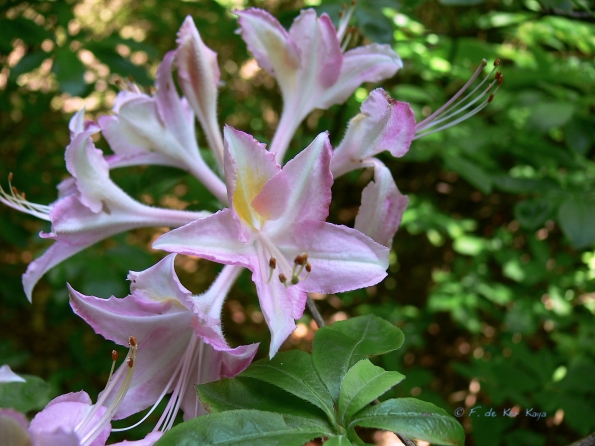 Bois des Moutiers (84) Juin 2012
